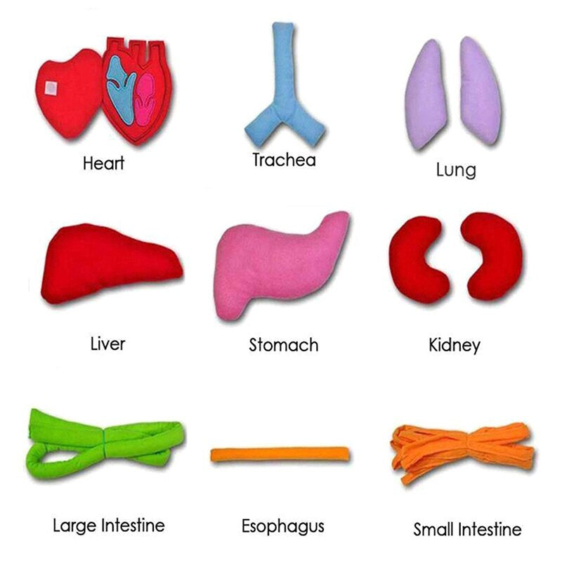 Lernschürze Anatomie – Menschliche Organe Spielerisch Entdecken