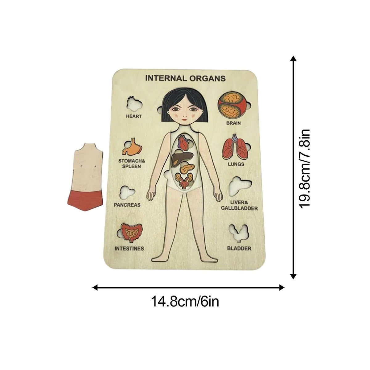 Lerne Den Menschlichen Körper – Anatomie Holzpuzzle