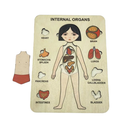 Lerne Den Menschlichen Körper – Anatomie Holzpuzzle