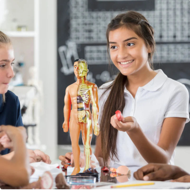 Anatomie Lernmodell für Kinder