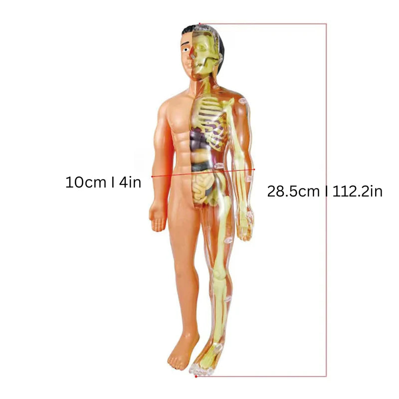 Anatomie Lernmodell für Kinder