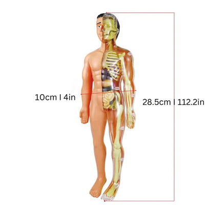 Anatomie Lernmodell für Kinder