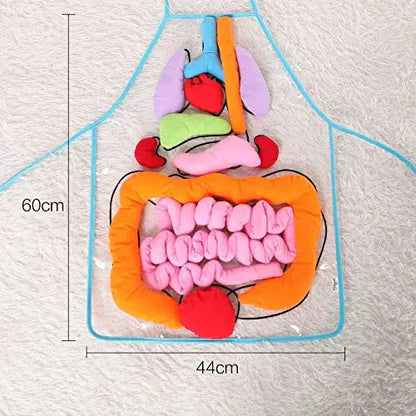 Lernschürze Anatomie – Menschliche Organe Spielerisch Entdecken