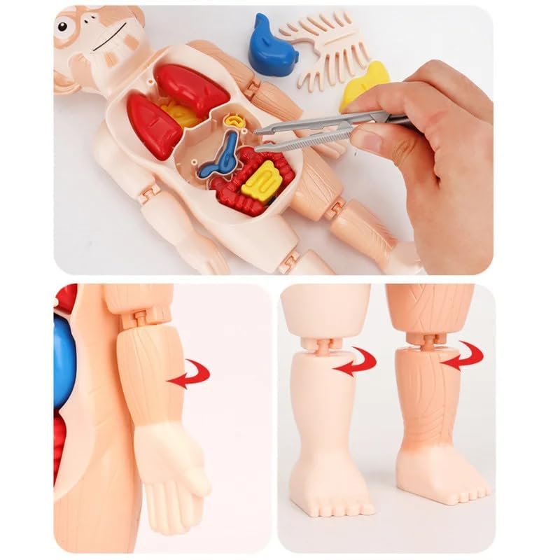 3D-Anatomie-Model für Kinder – Lernspielzeug mit Organen