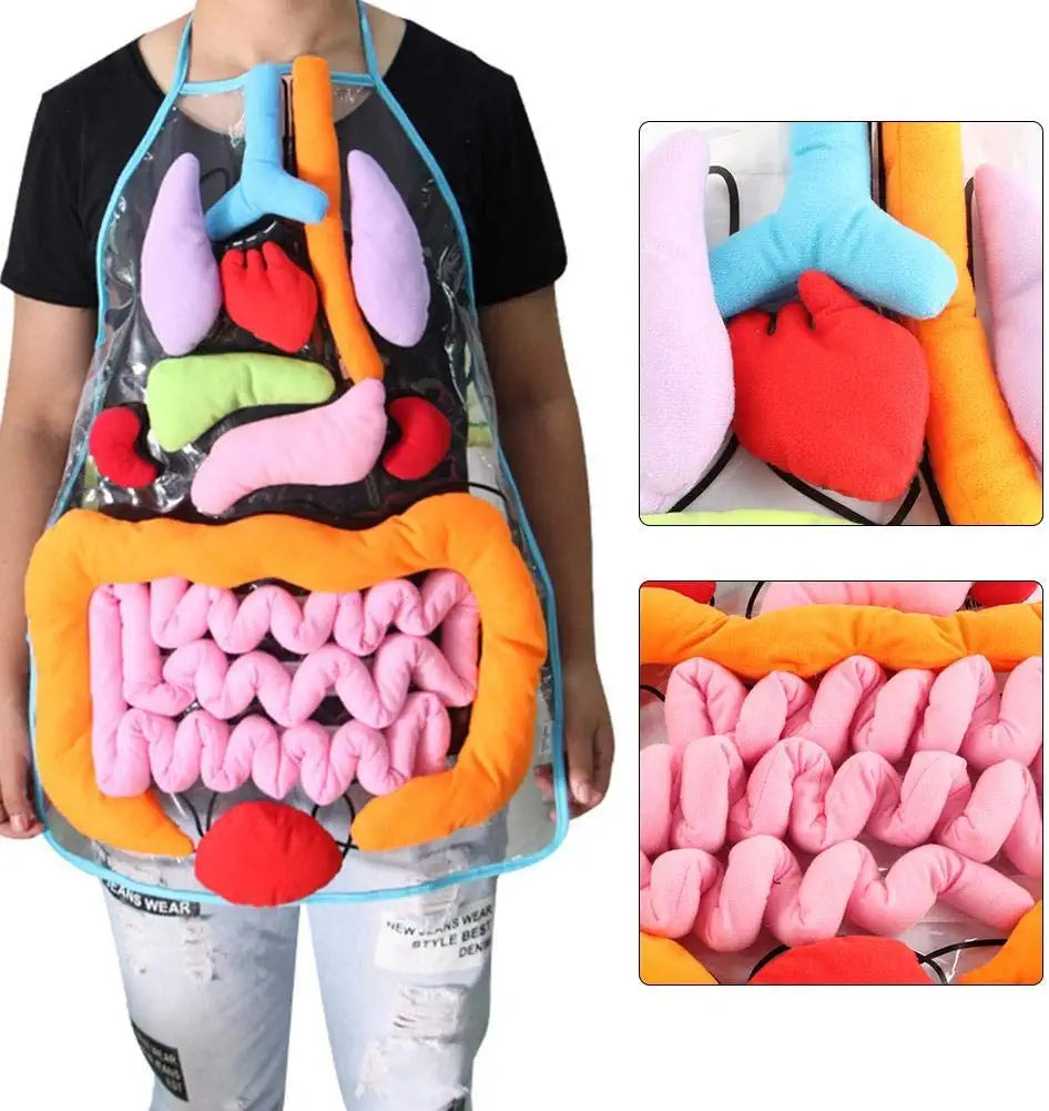 Lernschürze Anatomie – Menschliche Organe Spielerisch Entdecken