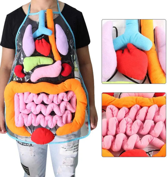 Lernschürze Anatomie – Menschliche Organe Spielerisch Entdecken