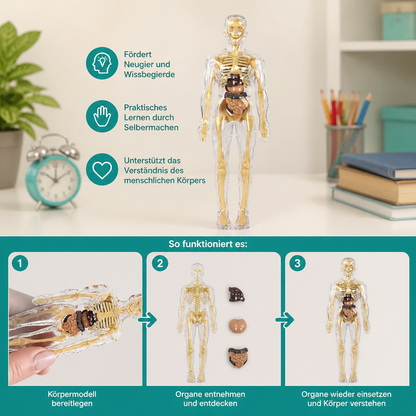 MINT-Lernset zur menschlichen Anatomie mit selbst zusammenbaubarem Organmodell
