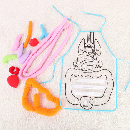 Lernschürze Anatomie – Menschliche Organe Spielerisch Entdecken